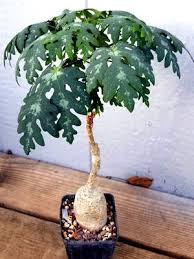 Image result for Adenia