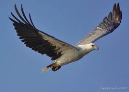 The White Bellied Sea Eagle Haliaeetus Leucogaster Also Known As The White Breasted Sea Eagle Is A Large Diurnal Bird Of Birds Of Prey Sea Eagle Pet Birds