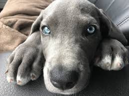 C'est une découverte tout aussi insolite qu'alarmante qui a été faite le 11 février en russie. Top 15 Des Races De Chiens Aux Yeux Bleus