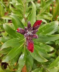 Garena free fire's gameplay is similar to other battle royale games out there. 2 828 Fire King Photos Free Royalty Free Stock Photos From Dreamstime