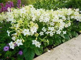Image result for Nicotiana