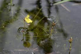Image result for Utricularia  minor