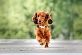 Dachshund puppies price tag can vary anywhere between $350 to $3500. Long Haired Dachshund Care Guide Colors Temperament And More Perfect Dog Breeds