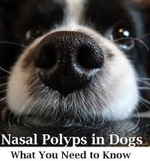 Symptoms include trouble breathing through the nose, loss of smell, decreased taste, post nasal drip, and a runny nose. Dog Nasal Polyps And Their Removal Dogs Health Problems