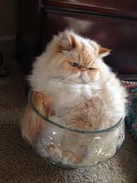 Cameron Cooper Kitten Breeds Persian Cat Cats