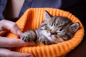 Kittens can voluntarily eliminate now, as the digestive system is developing. When Do Kittens Open Their Eyes Kitten Eye Development Explained All About Cats