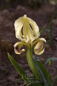 Image result for Moraea spathulata