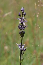 Image result for Swertia