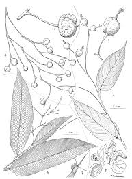 Image result for Marantochloa congensis