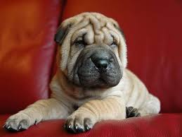 Discover more about our ori pei puppies for sale below! Why Chinese Shar Peis Are The Best Family Dog Neater Pets