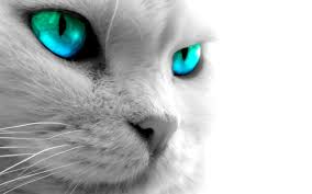 El color de ojos de gato en la mayoría de los gatos negros será amarillo o naranja, aunque no es imposible encontrar un gato negro con ojos azules. Ojo Azul Ojo De Gato Negro Fondo De Pantalla De Gato Azul 1920x1200 Wallpapertip