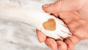 Any time you adopt an animal from any animal shelter, there is a certain medical risk. Animal Welfare City Of Albuquerque