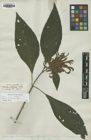 Image result for Justicia protracta