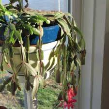 It may also be lacking the proper amount of nutrients. Wilting Christmas Cactus Horticulture