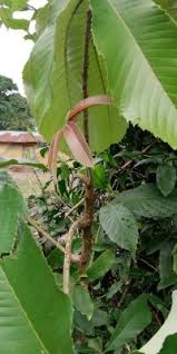 Image result for Myrianthus arboreus
