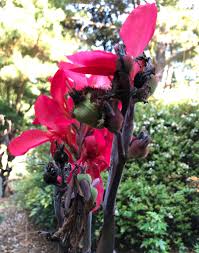 Rhizomes are horizontal underground storage units of energy in hardiness zones 8 and above they are considered perennials. Canna Arrowroot Australian Canna Lily Canna Canna Lily Indian Shot North Carolina Extension Gardener Plant Toolbox