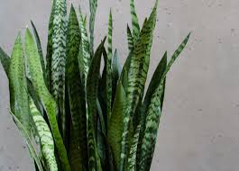 All parts of toxic parts: 10 Toxic Houseplants That Are Dangerous For Children And Pets Dengarden Home And Garden