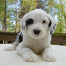 The miniature irish doodle is a mix between a miniature poodle and an irish setter. Irishdoodles Home Facebook