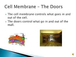 Check spelling or type a new query. Cell Organelle Analogies