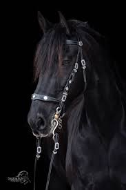 I came across the situation where i need to implement sso for fiori launchpad. Black Beauty Ein Friese Vor Schwarzem Hintergrund Pferde Fotografie Pferdefotografie Friesenpferde