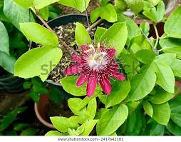 Image result for Passiflora vitifolia