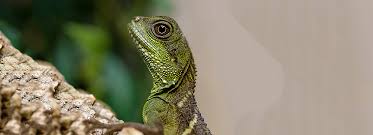 They also appear in other related business categories including pet grooming, pet food, and pet services. Cool Reptiles 7 Best Pet Lizards Snakes Petsmart