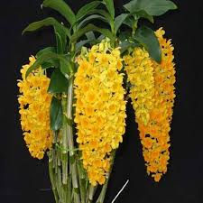 Image result for Rhipidoglossum densiflorum