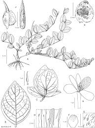 Image result for Indigofera soutpansbergensis