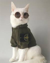 Find something memorable, join a community doing good. 24 Gucci Cat Ideas In 2021 Cute Cats Cute Animals Kittens Cutest