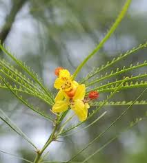 Image result for Secamone retusa