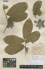 Image result for Uvaria welwitschii