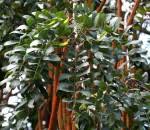 Image result for Cassia abbreviata