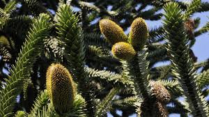 Image result for Araucariaceae