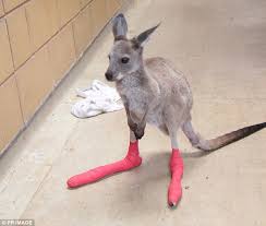 Image result for savage kangaroo