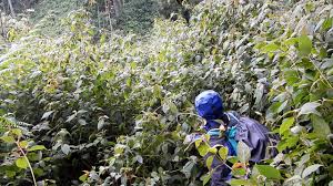 Image result for Sericostachys