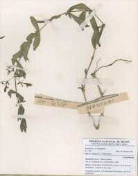 Image result for Hygrophila pobeguinii