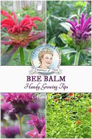 Best Tips For Growing Bee Balm Monarda Bee Balm Plant Bee Balm Flower Bee Balm