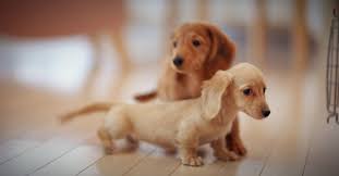 Additional cleaning tips for dog owners. How To Wash Kirkland Dog Bed