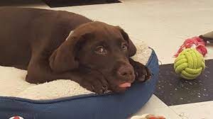 Maybe you would like to learn more about one of these? Puppies On The Run Home Facebook