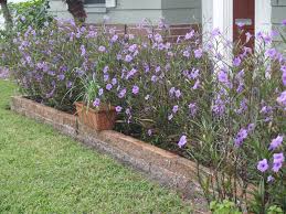 Purple Shower Aka Mexican Petunia Beeteinfassung Beete