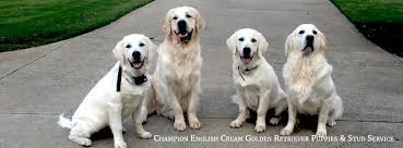 Selection is allowed by video chat, photo through email or text and of course in person. Upcountry Goldens Home Facebook