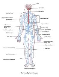 Explore The Human Nervous System Human Nervous System Nervous System Structure Nervous System