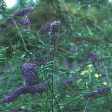 Image result for Buddleja asiatica