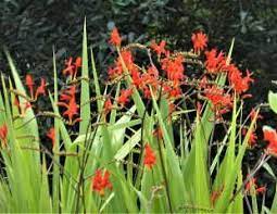 Crocosmia lucifer produces a fiery red flower from corms. How To Grow Crocosmia