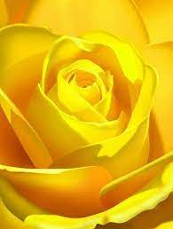 Wonderful Absolutely Free Yellow Roses Wallpaper Popular Yellow Roses Are Available In Lots Of Distinct Varieties A In 2021 Yellow Roses Beautiful Roses Rose Wallpaper
