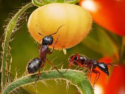 Garden ants can be beneficial in the vegetable garden and act as pollinators by crawling around from bloom to bloom looking for nectar, and they can kill off harmful caterpillars. Natural Way To Keep Ants Off Plants Kellogg Garden Organics