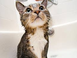 Cats can sure be adventurous at times. How To Survive Giving Your Cat A Bath Petfinder