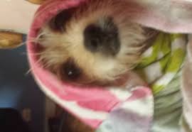 After some time dog will overcome it. My Dog Got Hit By A Car His Legs Are Broken Animal Fundraising With Gogetfunding