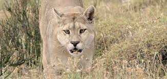 Freie kommerzielle nutzung keine namensnennung top qualität. Sieben Erstaunliche Fakten Uber Pumas National Geographic