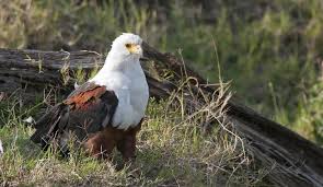 Created by deleteda community for 2 years. Top 25 Birds That Scavenge Wild Bird Revolution